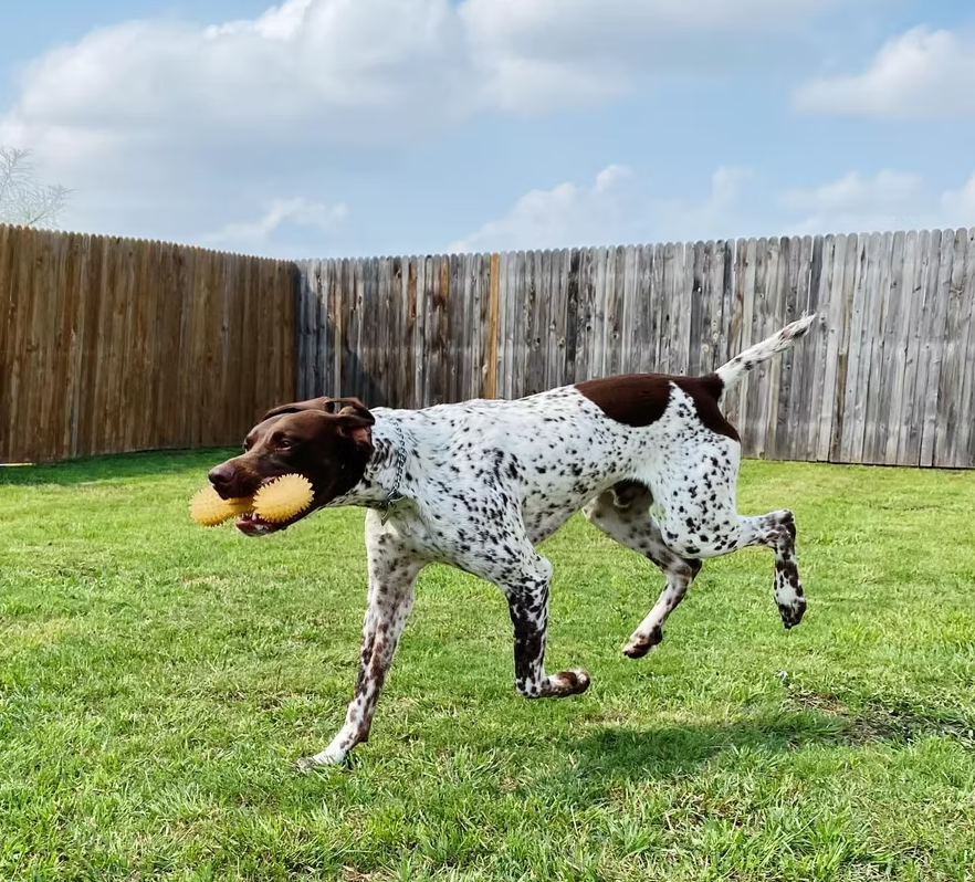 German Shorthaired Pointer running across a fenced yard with a toy during the 3-Week Advanced Obedience Program