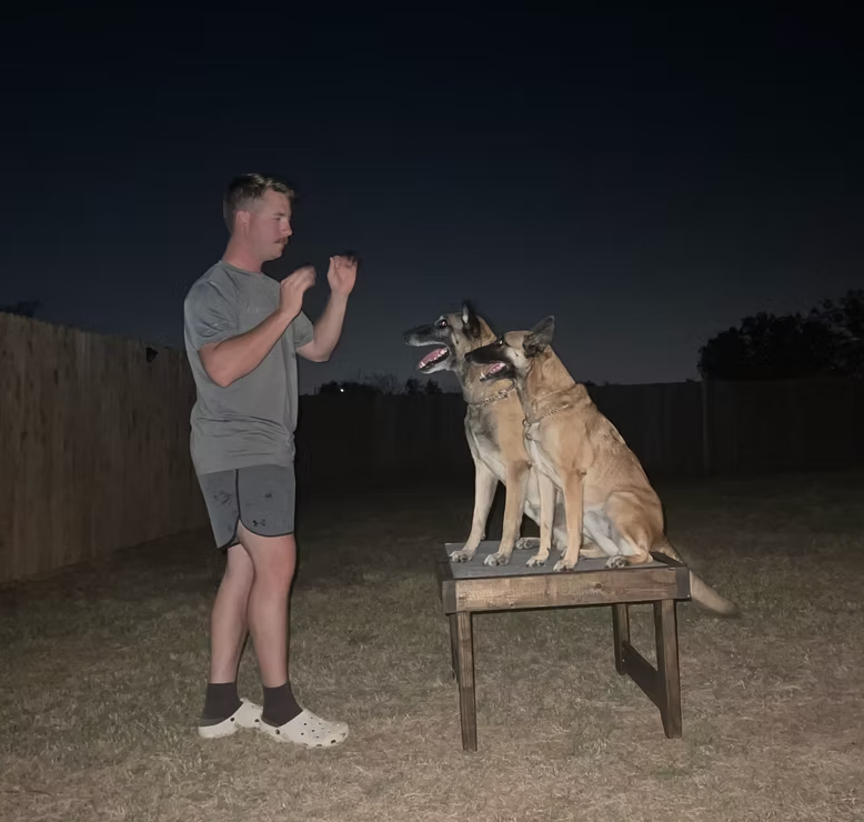 Mitchell giving hand signals to two Belgian Malinois holding a sit on a raised training table at dusk during the 5-Week Gold Standard Package
